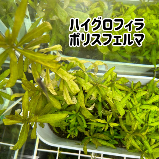 ハイグロフィラ・ポリスフェルマ5本