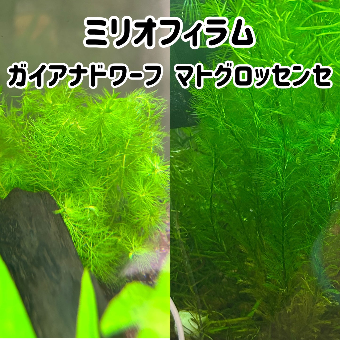 【無農薬・水中葉】ミリオフィラム計2本（マトグロッセンセ・ガイアナドワーフ）