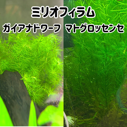 【無農薬・水中葉】ミリオフィラム計2本（マトグロッセンセ・ガイアナドワーフ）