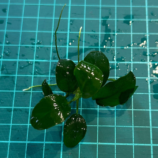 【水中葉/無農薬】アヌビアスナナ葉8枚以上（写真同等）