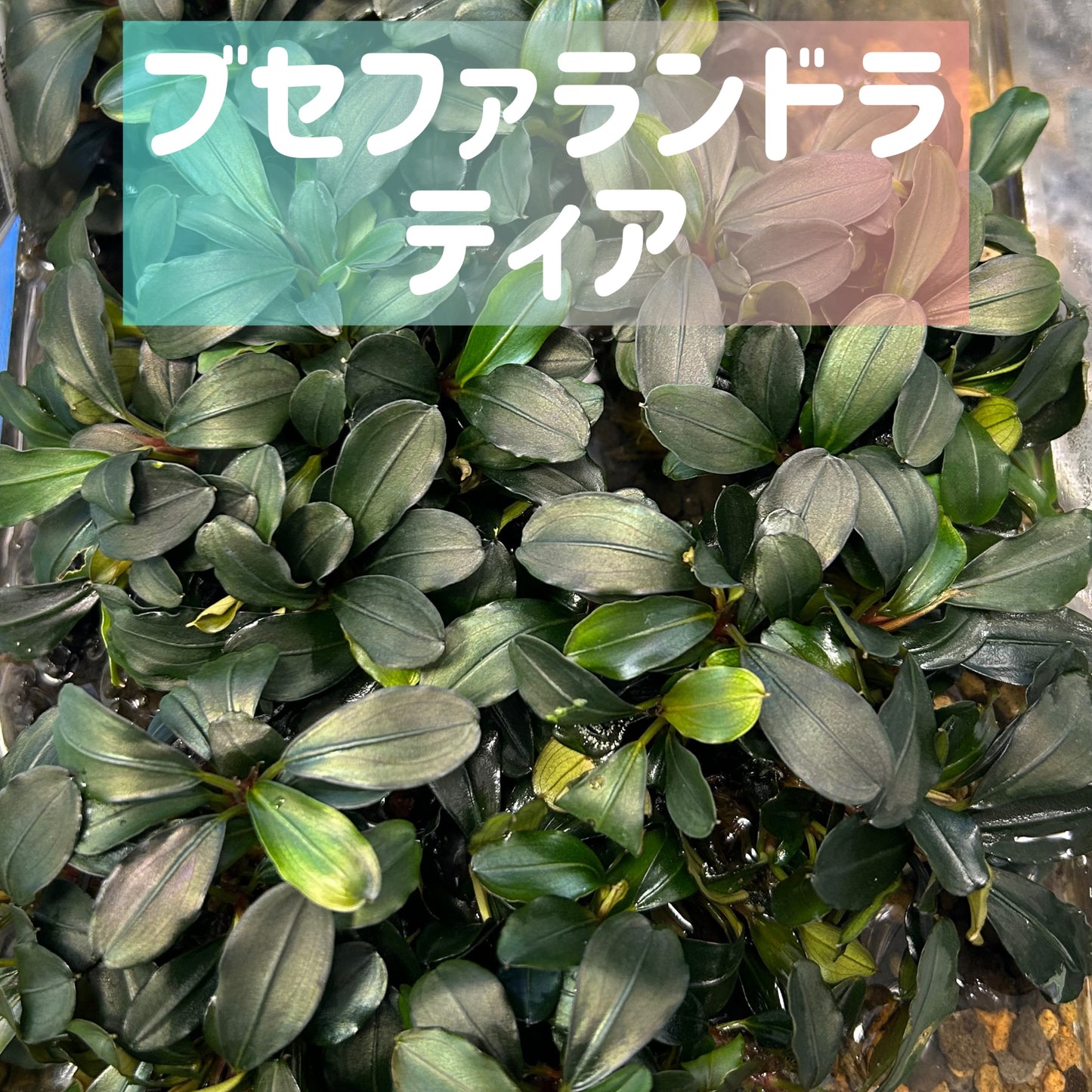 【葉6枚以上】Bucephalandra sp. Theia ブセファランドラティア 1株