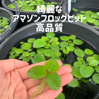きれいなアマゾンフロッグピット2株