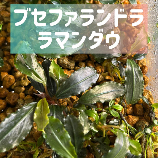 Bucephalandra sp. Lamandau ブセファランドララマンダウ1株・葉6枚以上