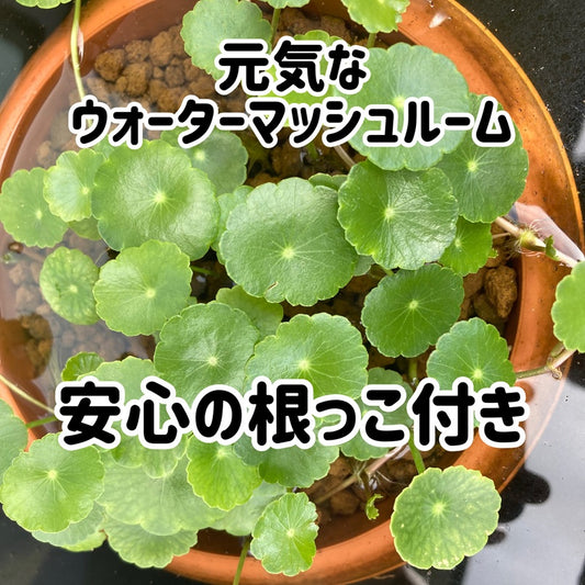 元気なウォーターマッシュルーム6本-ウォーターコイン
