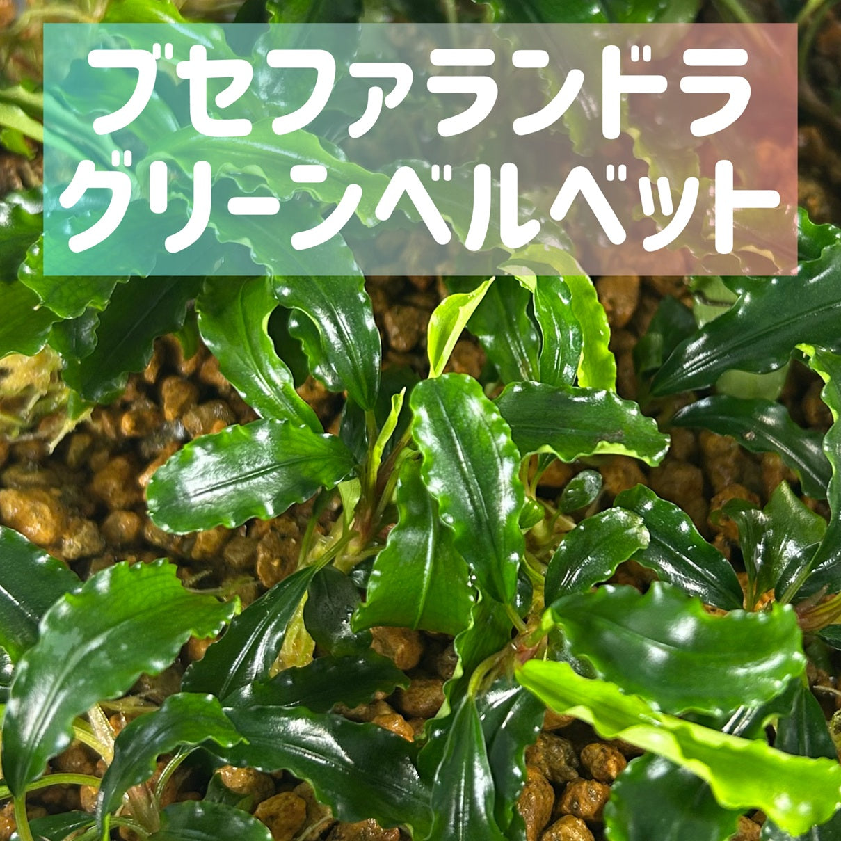 ブセファランドラsp. Splendor 9本 ブセファランドラ sp.スーパー パープルBucephalandra sp.super