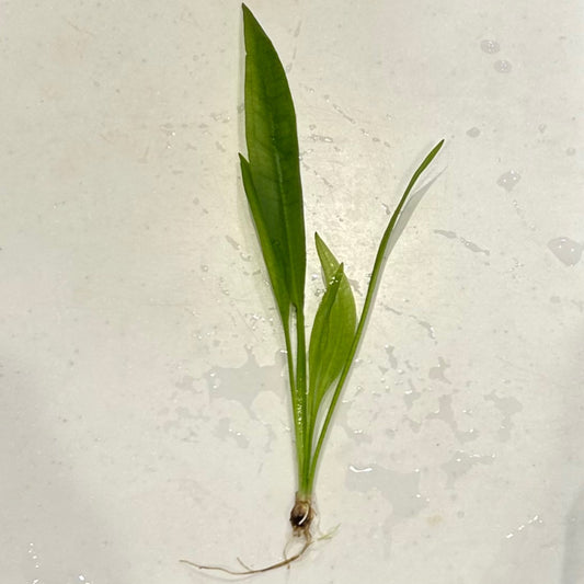 【葉3枚以上・水中葉】アマゾンソード1本