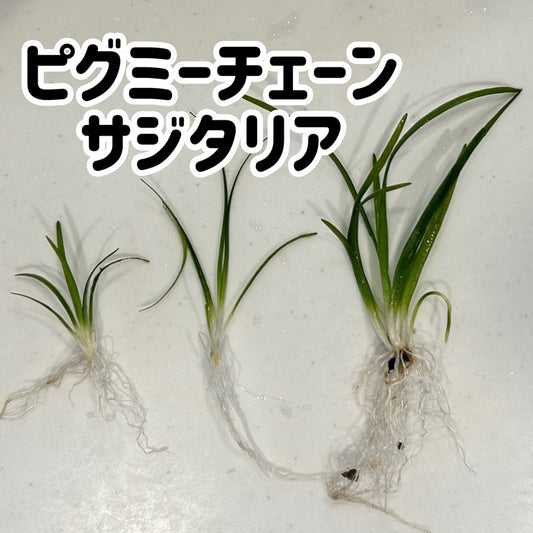 ピグミーチェーンサジタリア３本