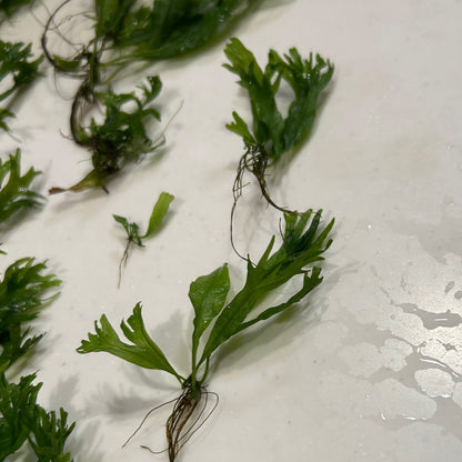 【葉2枚以上・水中葉】ミクロソリウム ウェンディロフ