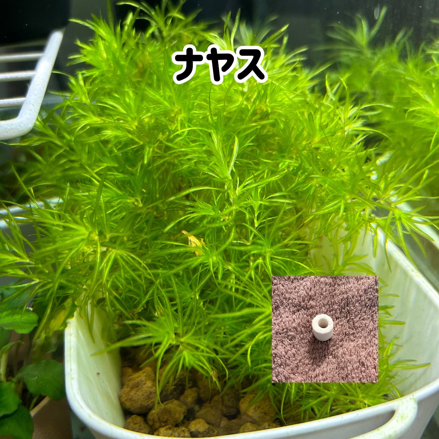 ナヤス5本　おもりつき