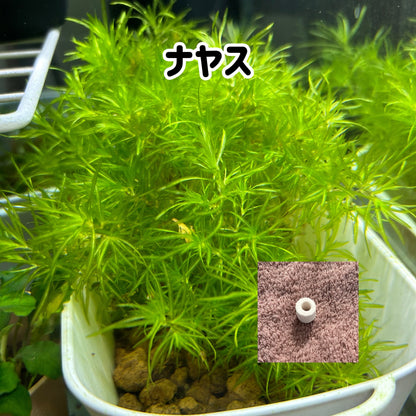 ナヤス5本　おもりつき