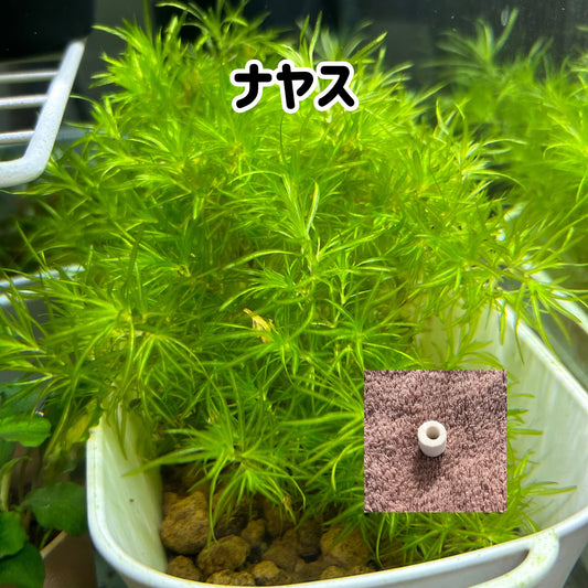 ナヤス5本　おもりつき