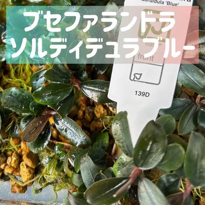 Bucephalandra sp.Sordidula Blue ブセファランドラソルディデュラブルー 1株【葉5枚以上保証】