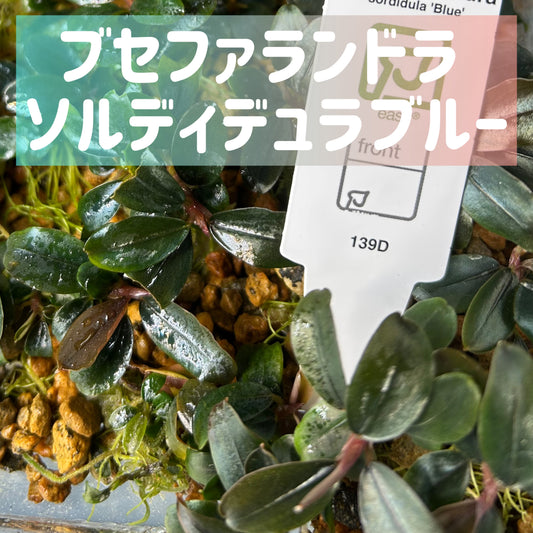 Bucephalandra sp.Sordidula Blue ブセファランドラソルディデュラブルー 1株【葉5枚以上保証】