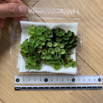 【無農薬】きれいなサルビニアククラータ1パック