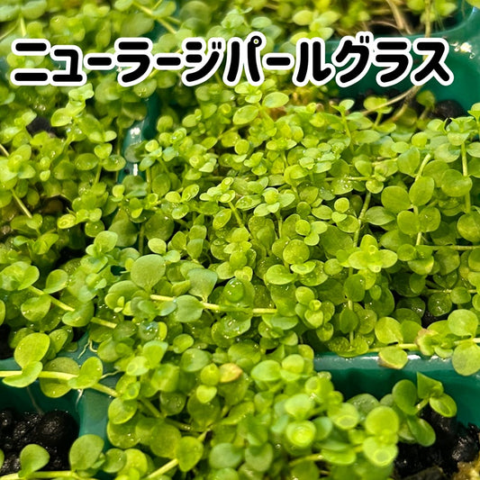 ニューラージパールグラス６×６㎝サイズ